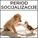 socijalizacija